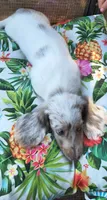 Misty, a female Miniature Dachshund for sale in Yale, OK – 10 of 10