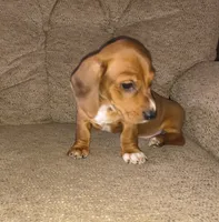 Bandit, a male Miniature Dachshund for sale in Yale, OK – 9 of 9