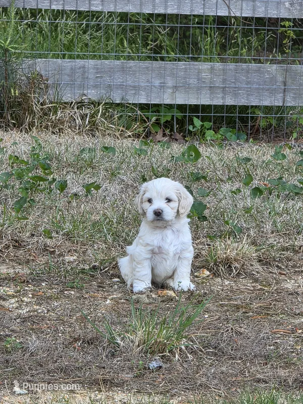 Deva – Maltipoo, Cocker Spaniel puppy for sale in Cleveland, TN