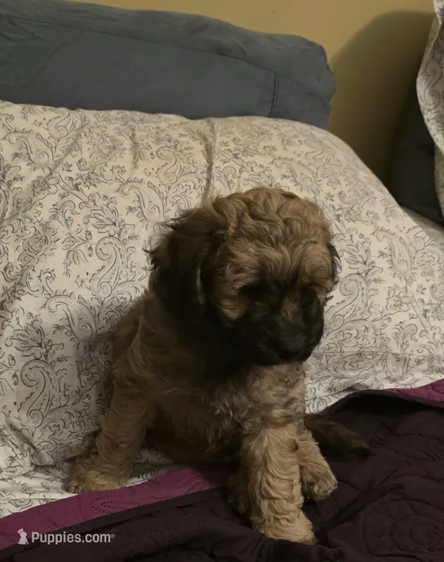 Pugsley  – Cocker Spaniel puppy for sale in Cleveland, TN