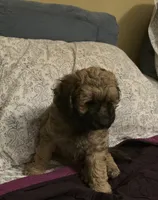 Pugsley , a male Cocker Spaniel for sale in Cleveland, TN – Photo 1 of 2