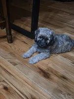 Pugsley , a male Cocker Spaniel for sale in Cleveland, TN – Photo 2 of 2