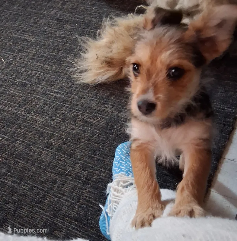 Peanut – Yorkipoo, Miniature Australian Shepherd puppy for sale in Morenci, MI