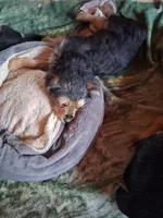 Brutus , a male Yorkipoo and Miniature Australian Shepherd for sale in Morenci, MI – Photo 2 of 2