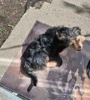 Brutus , a male Yorkipoo and Miniature Australian Shepherd for sale in Morenci, MI – Photo 4 of 6