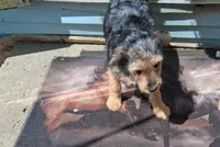 Brutus , a male Yorkipoo and Miniature Australian Shepherd for sale in Morenci, MI – Photo 5 of 6