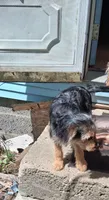 Brutus , a male Yorkipoo and Miniature Australian Shepherd for sale in Morenci, MI – Photo 6 of 6