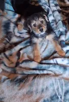 Brutus , a male Yorkipoo and Miniature Australian Shepherd for sale in Morenci, MI – Photo 1 of 2
