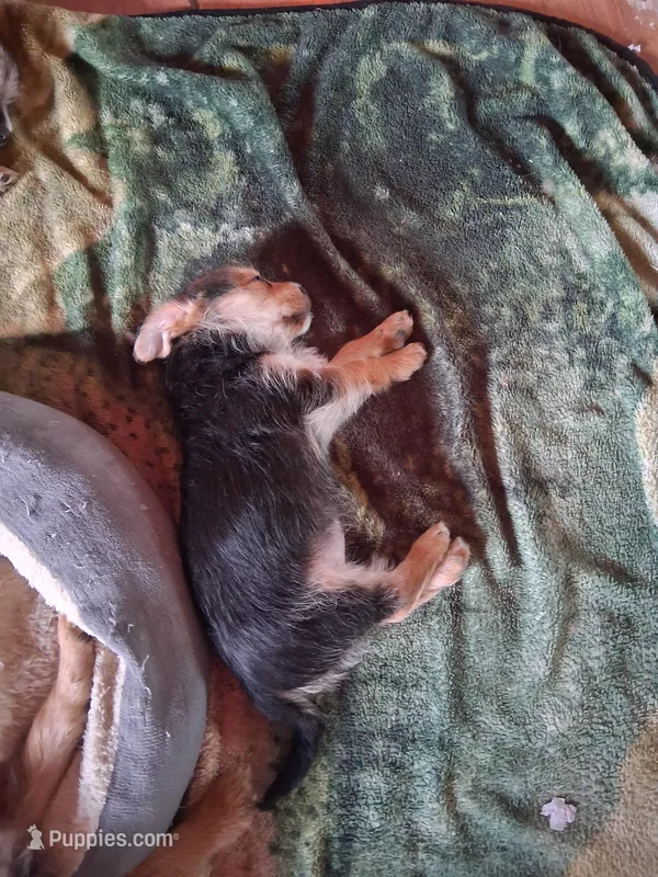 Peanut – Yorkipoo, Miniature Australian Shepherd puppy for sale in Morenci, MI