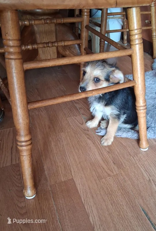 Peanut – Yorkipoo, Miniature Australian Shepherd puppy for sale in Morenci, MI
