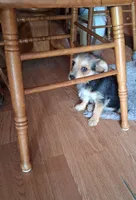 Peanut, a male Yorkipoo and Miniature Australian Shepherd for sale in Morenci, MI – Photo 1 of 4
