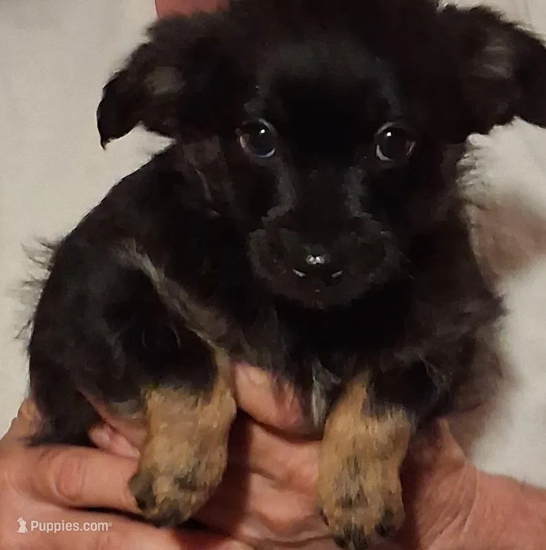 Betty – Yorkipoo, Miniature Australian Shepherd puppy for sale in Morenci, MI
