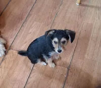 Bruno , a male Yorkipoo and Miniature Australian Shepherd for sale in Morenci, MI – Photo 2 of 2