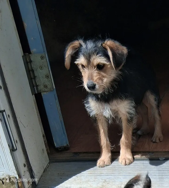 Bruno , a male Yorkipoo and Miniature Australian Shepherd for sale in Morenci, MI – Photo 1 of 3