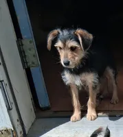 Bruno , a male Yorkipoo and Miniature Australian Shepherd for sale in Morenci, MI – Photo 1 of 3