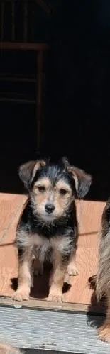 Bruno  – Yorkipoo, Miniature Australian Shepherd puppy for sale in Morenci, MI