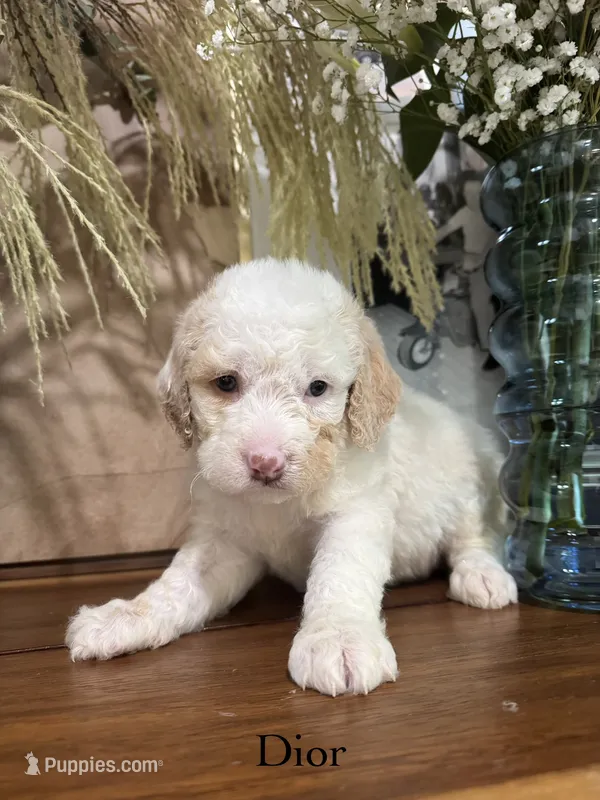 Dior – Miniature Goldendoodle puppy for sale in Summerville, SC