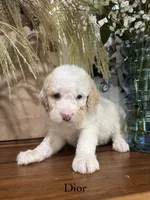 Dior, a female Miniature Goldendoodle for sale in Summerville, SC – 1 of 1