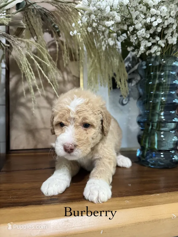 Burberry – Miniature Goldendoodle puppy for sale in Summerville, SC
