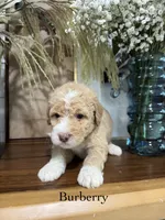Burberry, a male Miniature Goldendoodle for sale in Summerville, SC – 1 of 1