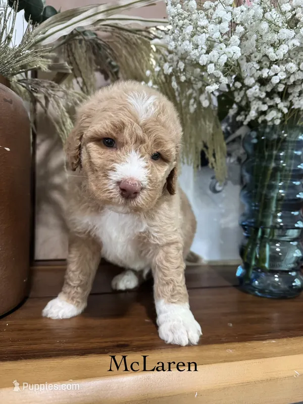 McLaren – Miniature Goldendoodle puppy for sale in Summerville, SC