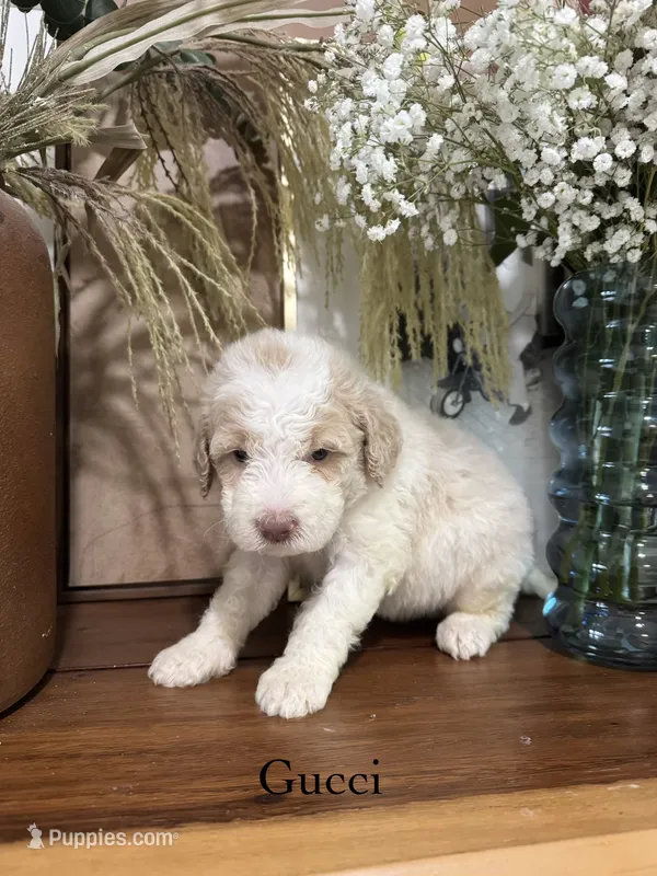 Gucci – Miniature Goldendoodle puppy for sale in Summerville, SC