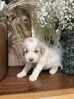 Gucci, a female Miniature Goldendoodle for sale in Summerville, SC – 1 of 1