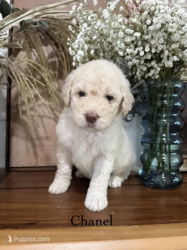 Chanel  – Miniature Goldendoodle puppy for sale in Summerville, SC