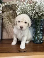 Chanel , a female Miniature Goldendoodle for sale in Summerville, SC – 1 of 1