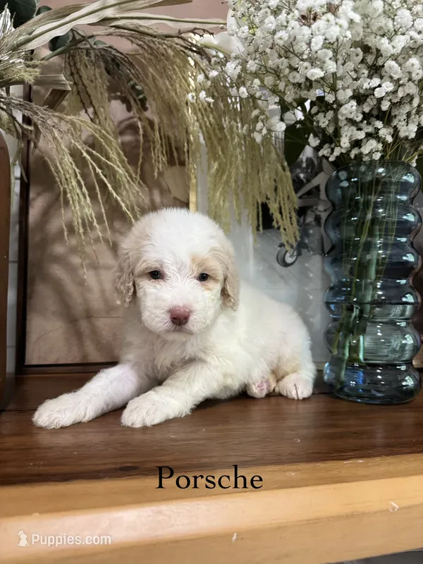 Porsche – Miniature Goldendoodle puppy for sale in Summerville, SC