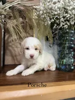 Porsche, a female Miniature Goldendoodle for sale in Summerville, SC – 1 of 1