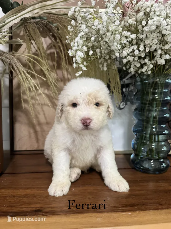 Ferrari – Miniature Goldendoodle puppy for sale in Summerville, SC