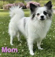 Sully , a male American Eskimo and Pug for sale in Lexington, NC – 2 of 6