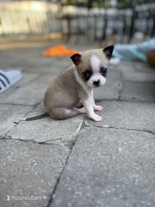 Sully  – American Eskimo, Pug puppy for sale in Lexington, NC