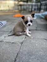 Sully , a male American Eskimo and Pug for sale in Lexington, NC – 1 of 6