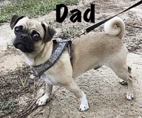 Sully , a male American Eskimo and Pug for sale in Lexington, NC – 3 of 6