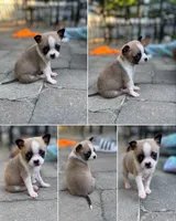 Sully , a male American Eskimo and Pug for sale in Lexington, NC – 4 of 6