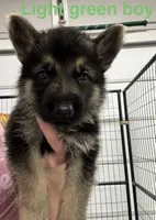Light Green Boy, a male German Shepherd Dog for sale in Fitzgerald, GA – 2 of 9