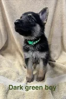 Dark Green Boy, a male German Shepherd Dog for sale in Fitzgerald, GA – 8 of 8