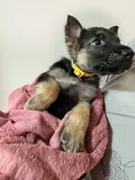 Yellow Boy, a male German Shepherd Dog for sale in Fitzgerald, GA – 4 of 8