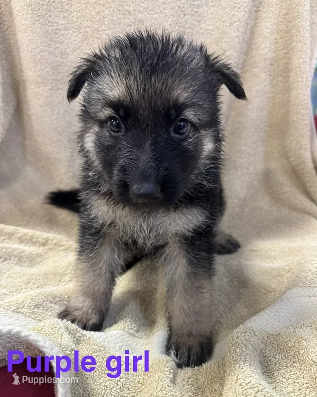 Purple Girl  – German Shepherd Dog puppy for sale in Fitzgerald, GA