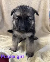 Purple Girl , a male German Shepherd Dog for sale in Fitzgerald, GA – 1 of 9