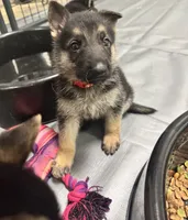 Red Boy, a male German Shepherd Dog for sale in Fitzgerald, GA – 3 of 9