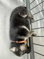 Orange Boy, a male German Shepherd Dog for sale in Fitzgerald, GA – 5 of 8