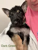 Dark Green Boy, a male German Shepherd Dog for sale in Fitzgerald, GA – 3 of 8