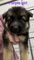 Purple Girl , a male German Shepherd Dog for sale in Fitzgerald, GA – 2 of 9