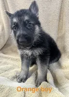 Orange Boy, a male German Shepherd Dog for sale in Fitzgerald, GA – 7 of 8