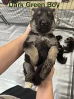 Dark Green Boy, a male German Shepherd Dog for sale in Fitzgerald, GA – 4 of 8