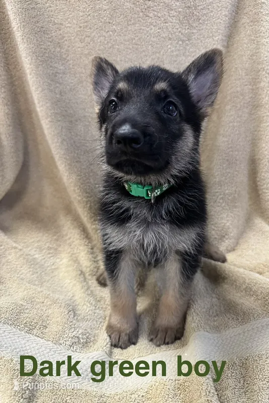 Dark Green Boy – German Shepherd Dog puppy for sale in Fitzgerald, GA