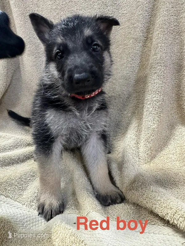 Red Boy – German Shepherd Dog puppy for sale in Fitzgerald, GA